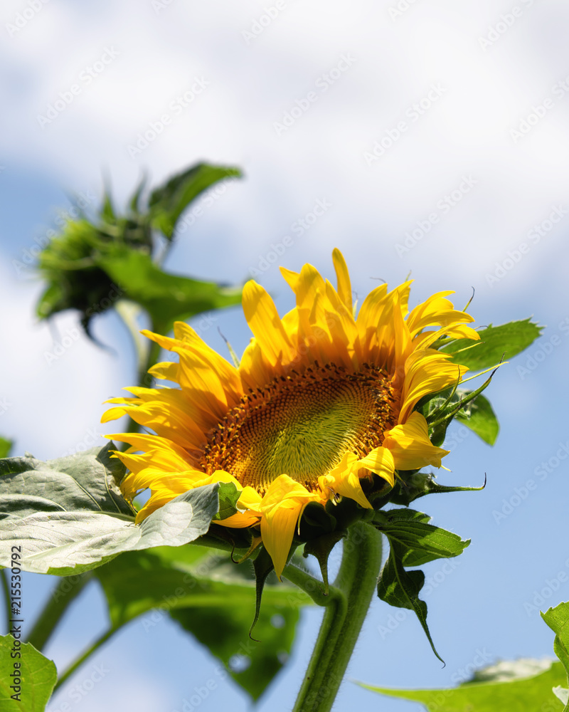 The sunflowers opened up, here is one basking in the sun