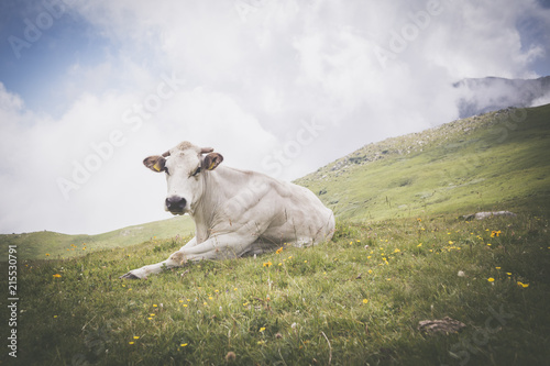 Fototapeta Naklejka Na Ścianę i Meble -  relaxed white cow on pasture in the italian alps.