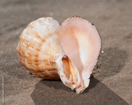 The mollusc (or mollusk) shell is typically a calcareous exoskeleton which encloses, supports and protects the soft parts of an animal in the phylum Mollusca, which includes snails, clams, tusk shells