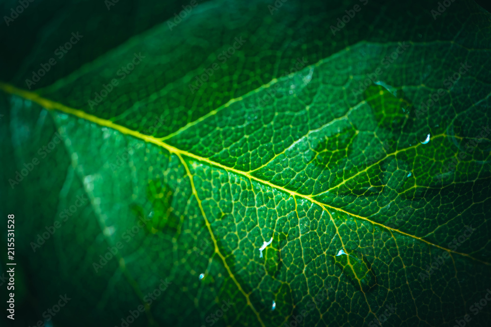 Tree leaf veins close up, natural background. Colorful green bright leaf macro view, backdrop. Tree leaf veins close up, natural background. Colorful green bright leaf macro view, backdrop.