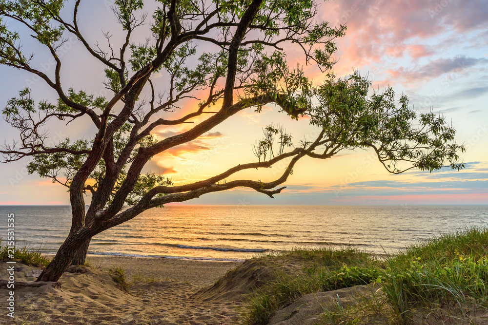 tree on the sand dune and sunset over the sea