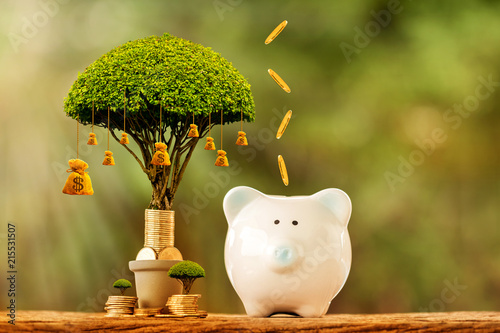 Piggy bank and coin drop on the top and money bag of tree with growing in the public park, Saving for business investment and richness in future concept. photo