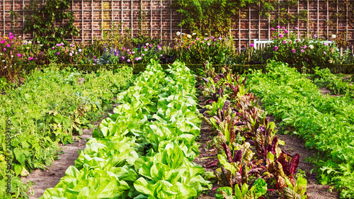Slika na platnu Vegetable garden