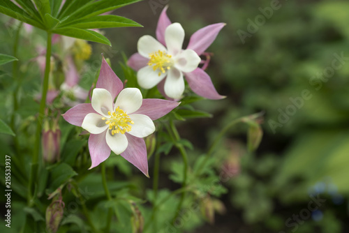 Two pink and white Aquilegia flowers.
