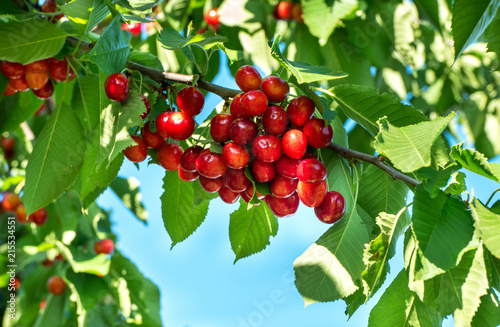 Red cherry branch
