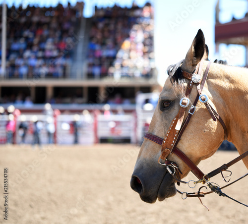 Horse at rodeo photo