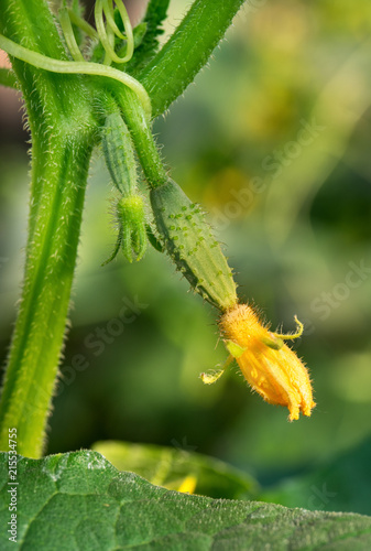 Young cucumber on stem