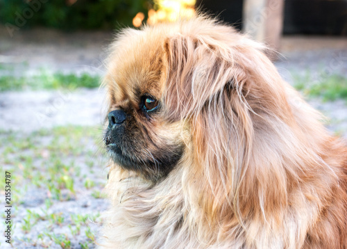 Portrait of pekingese dog photo