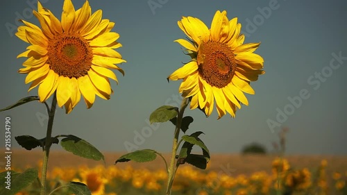 zwei Sonnenblumen vor Feld und blauem Himmel photo