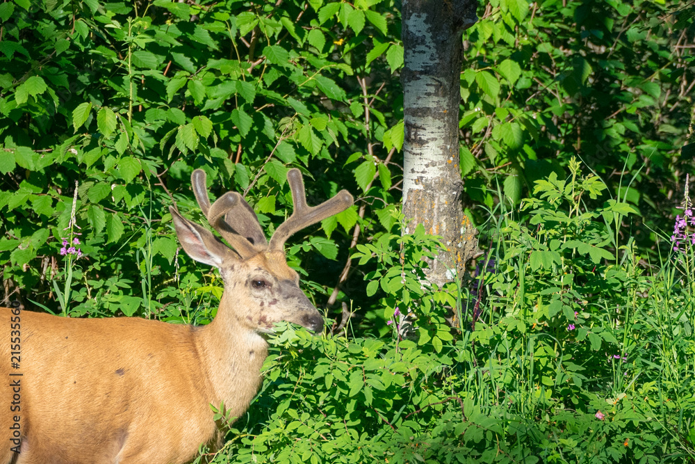 A Young Buck Deer Eating Foilage