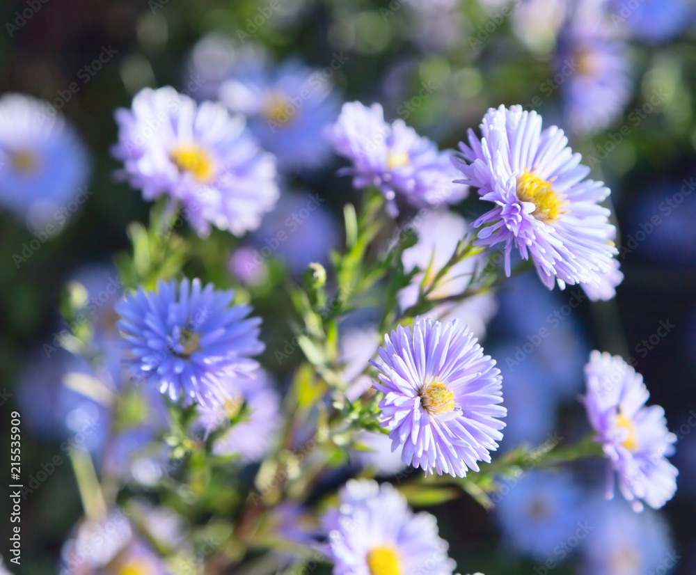 flowers in field flowers in field