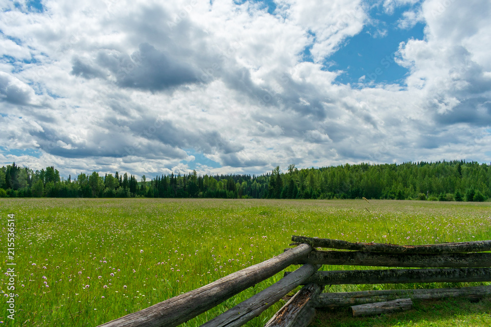 A Peacful Meadow During Summer