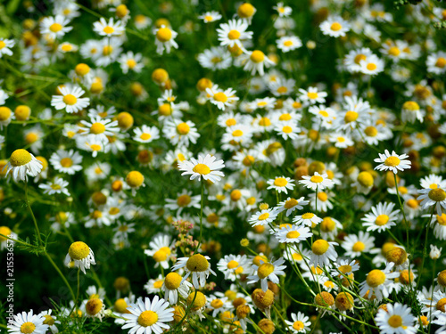 field daisies