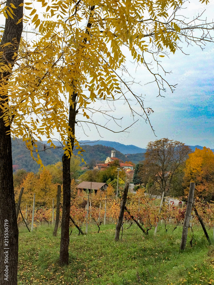 Vineyard in autumn, Piedmont