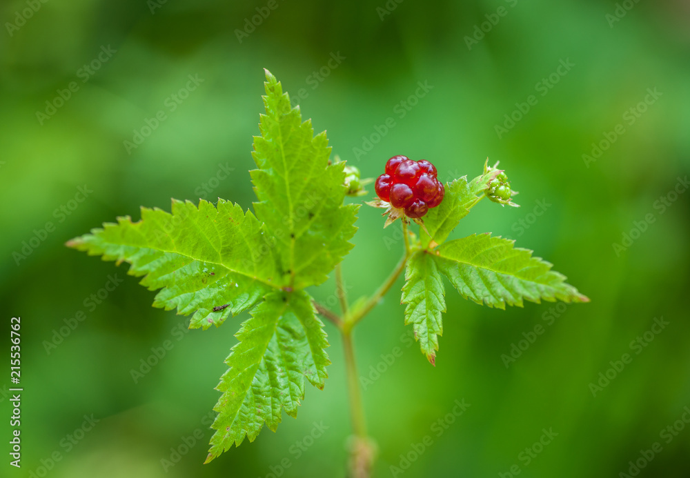 Rubus pubescens - Trailing Raspberry Rubus pubescens - Trailing Raspberry