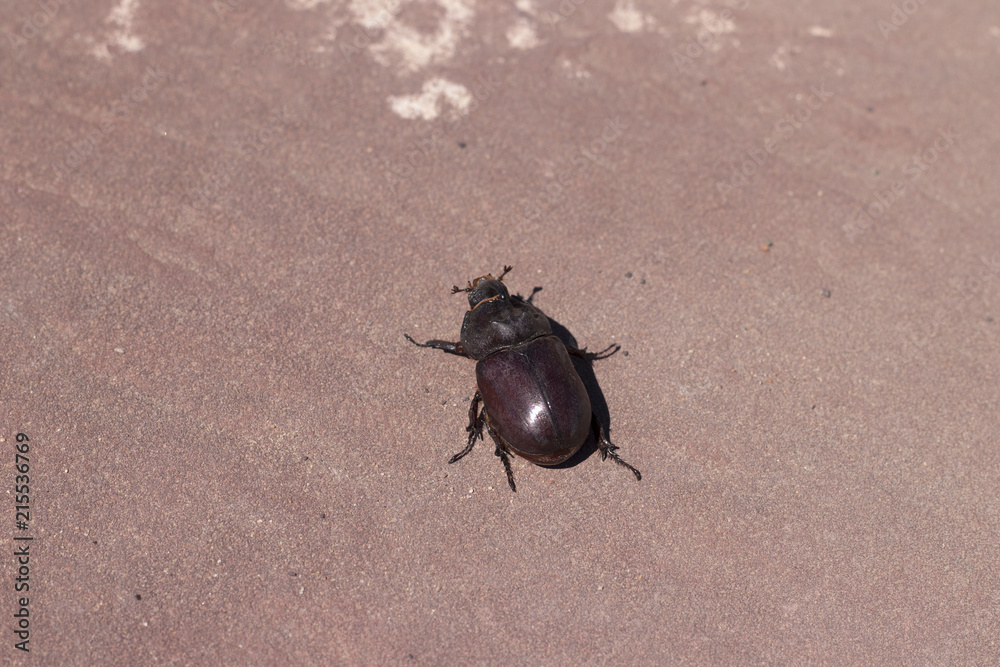 beetle rhinoceros on the stone floor beetle rhinoceros on the stone floor