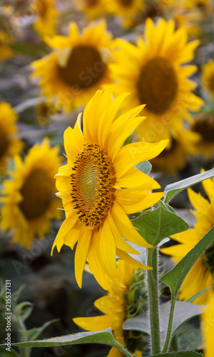 Field of sunflowers. Sunset