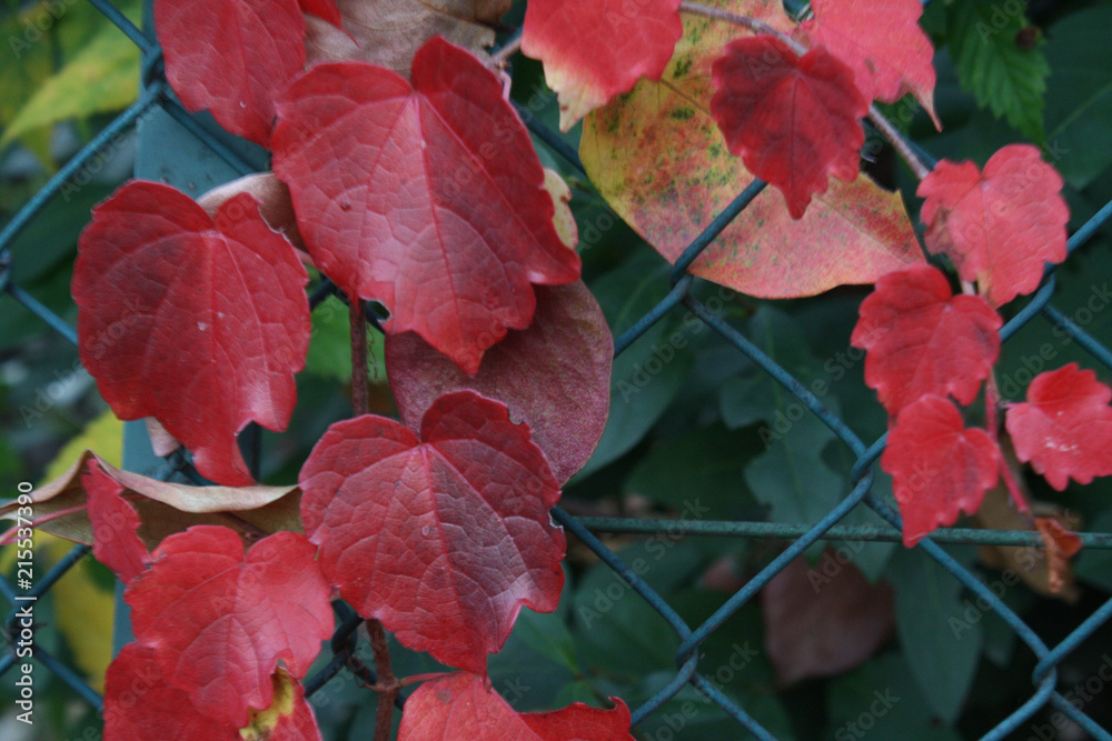 parthenocissus in autumn parthenocissus in autumn