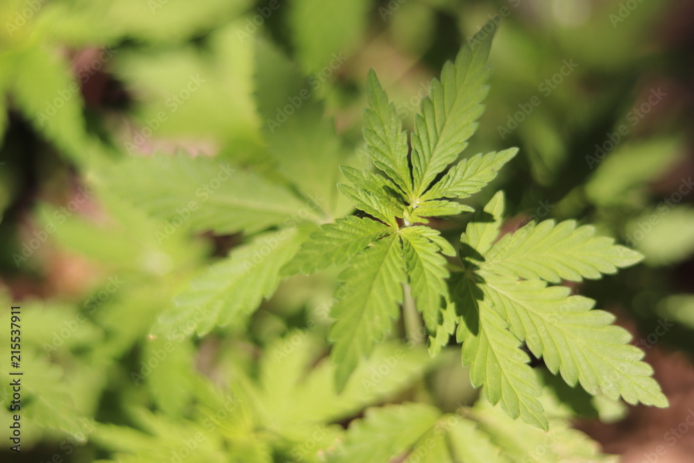 young shoots of hemp, cannabis, marijuana young shoots of hemp, cannabis, marijuana