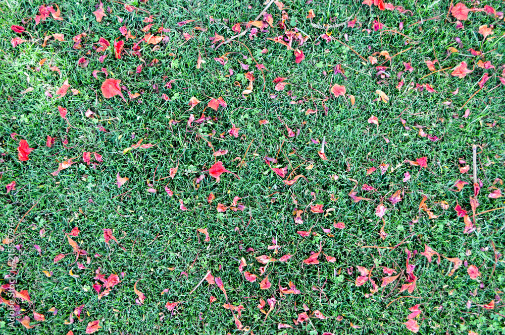 texture of green fresh mown trimmed smooth natural bright grass, English lawn fields and scattered petals red flowers. background