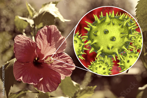 Hibiscus rosa-sinensis flower with close-up view of its pollen grains, 3D illustration. Inspite of unusual spiky appearance of pollen grain, Hibiscus belongs to hypoallergenic plants photo