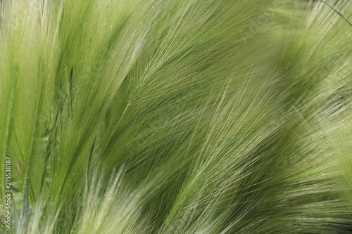 delicate, beautiful, graceful, curves of feather grass