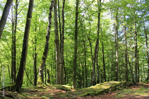 Wald