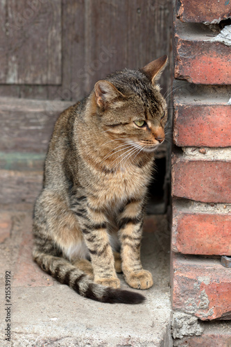 Cat in the country house on stairs looking for a mouse © wideonet