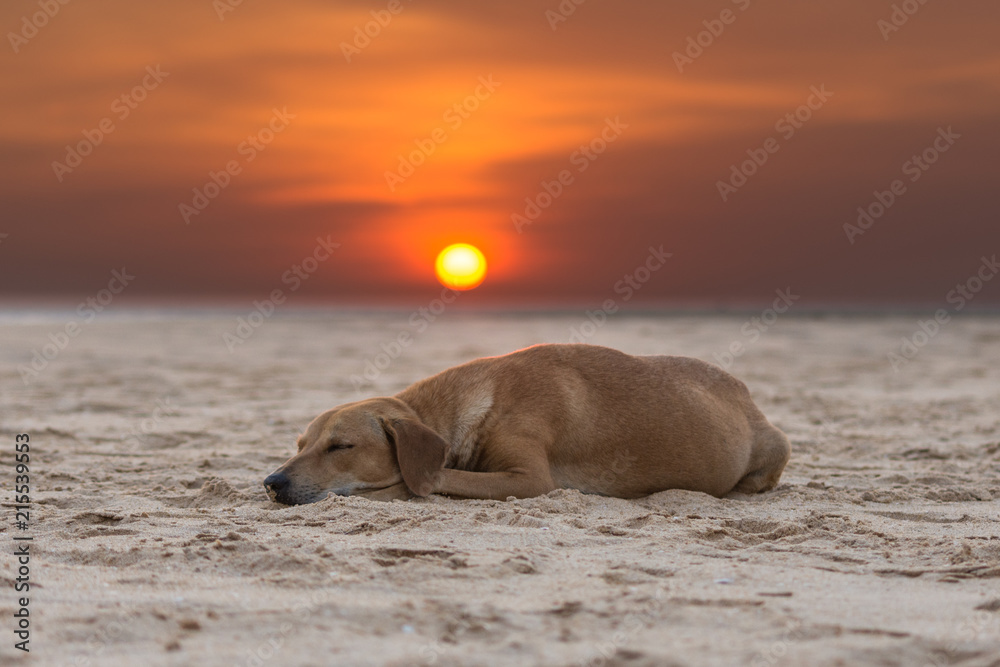 doggy sunset