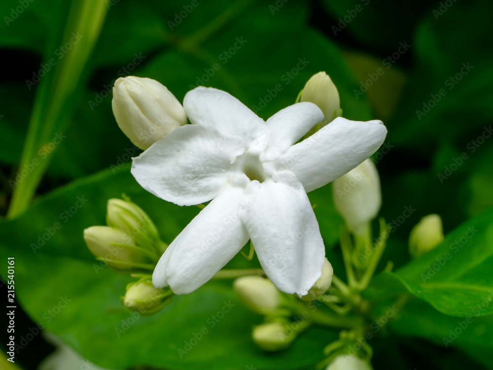 Fototapeta premium Close up of jasmine flower.