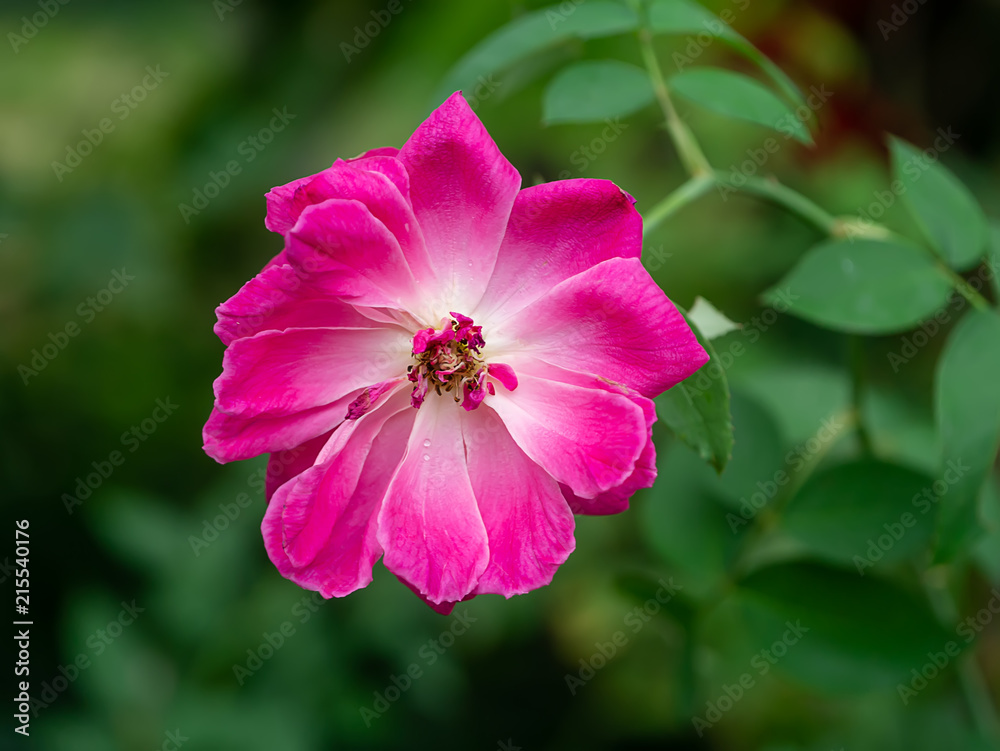 Dark pink of Damask Rose flower.