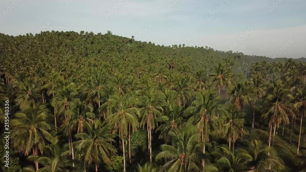 AERIAL SHOT: Puro and Lamba, Legazpi City, Philippines. Views of cocount trees, Mayon Volcano and the sea AERIAL SHOT: Puro and Lamba, Legazpi City, Philippines. Views of cocount trees, Mayon Volcano and the sea