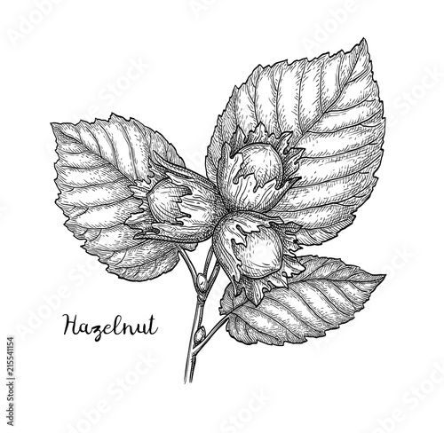 Ink sketch of hazelnut branch.