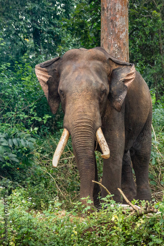 Ayarabeedu forest, Karnataka, India - November 1, 2013: Dark skinned elephant stands in green forest environment. Brown tree trunks.