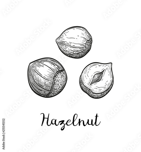 Ink sketch of hazelnut.