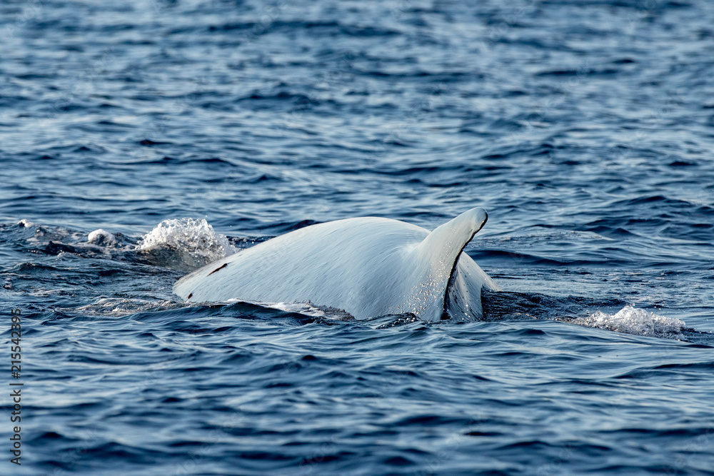 Fin Whale endangered specie rare to see second largest animal in the world  Stock Photo | Adobe Stock