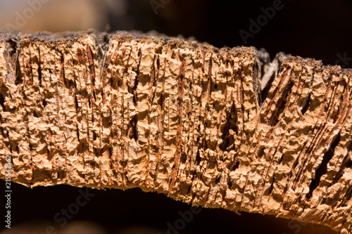 Close-up and detail cork bark in drying