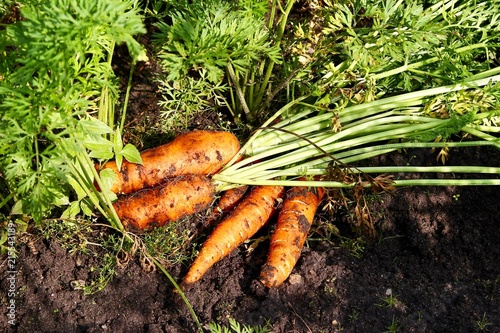 Carrots in the garden. 