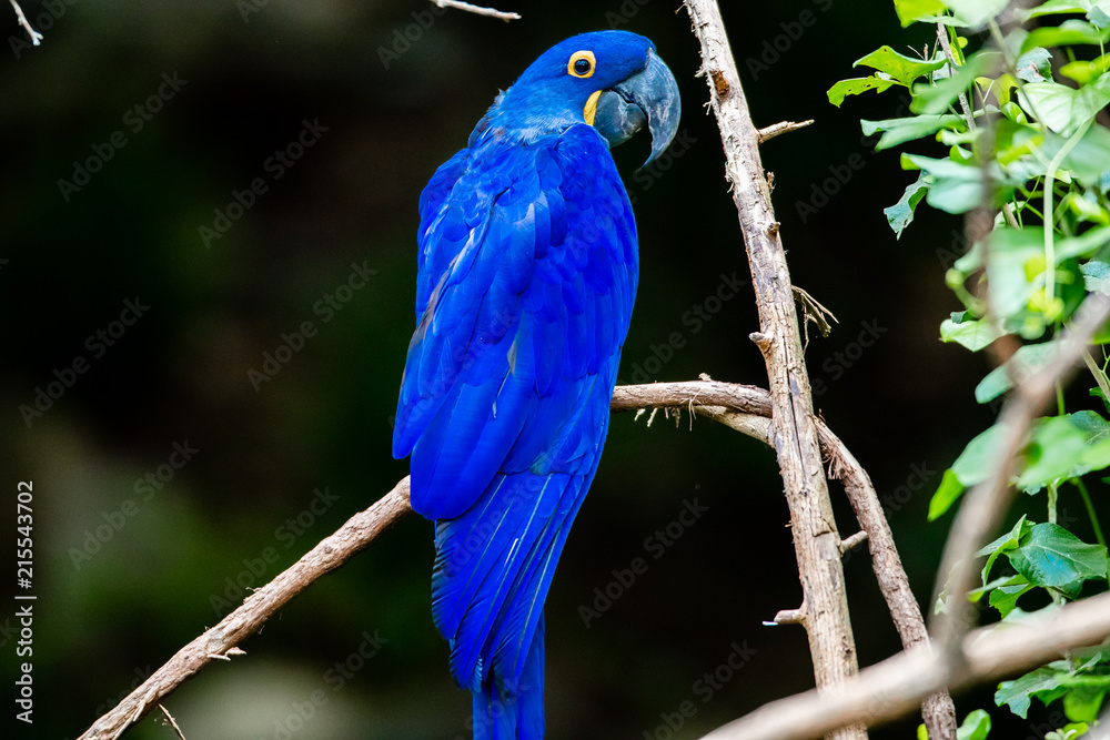 Fototapeta premium Blue Macaw