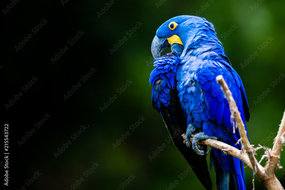 Obraz premium Blue Macaw