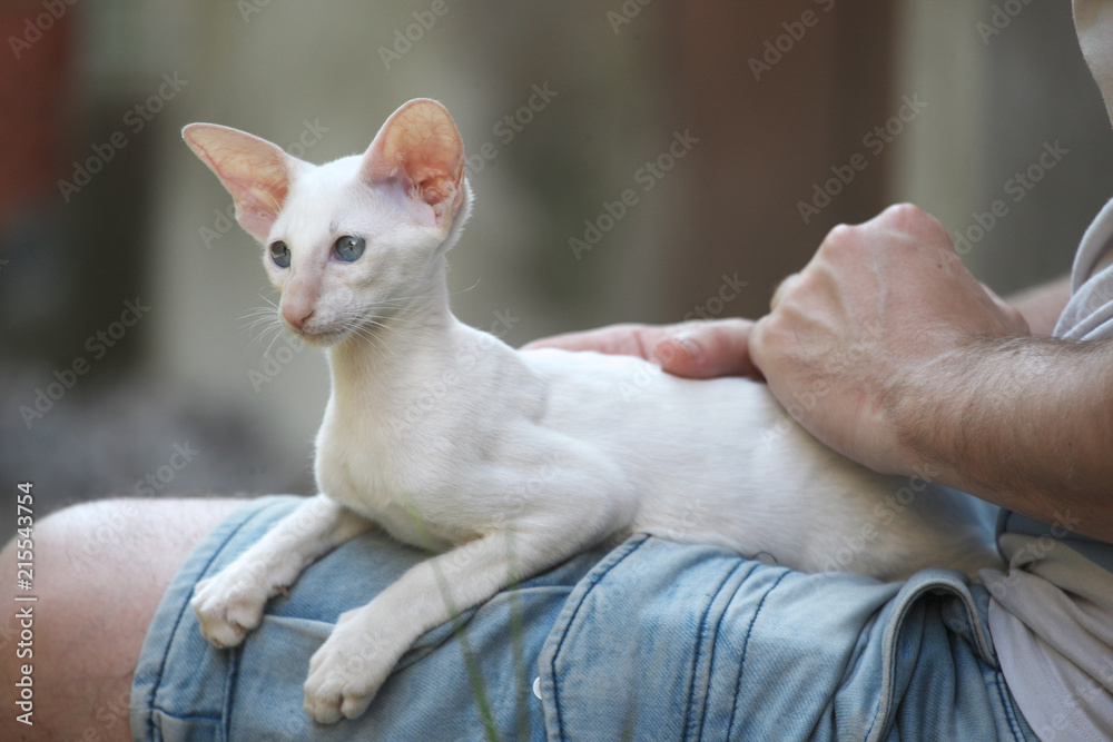 Kitten of Siamese breed of light color sits on the knees of the owner