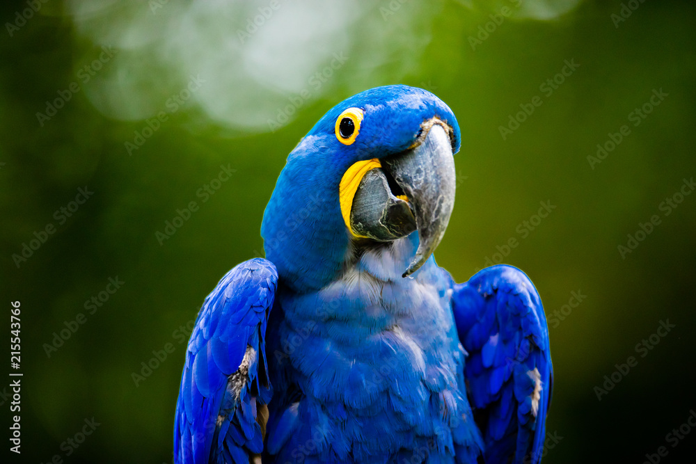 Obraz premium Blue Macaw