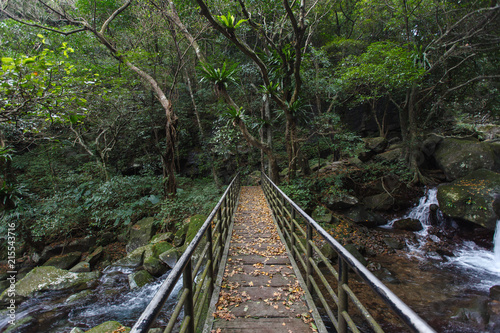 Fototapeta Naklejka Na Ścianę i Meble -  Pedestrian Bridge crossing a river, dense forest in northern Taiwan. Asia adventure, lush green forest and trees with river flowing below the bridge. Parallel converging lines, Hiking adventure
