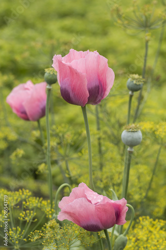 Fototapeta Naklejka Na Ścianę i Meble -  flowering of poppies on the garden. 