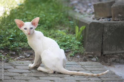 Kitten of Siamese breed of light color sits paving stones near the house
