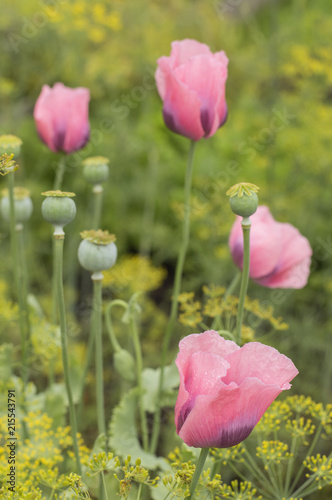 Fototapeta Naklejka Na Ścianę i Meble -  flowering of poppies on the garden. 