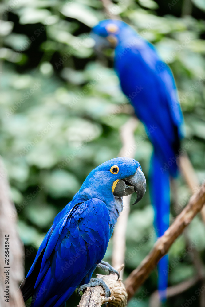 Obraz premium Blue Macaw