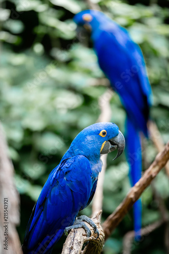 Blue Macaw