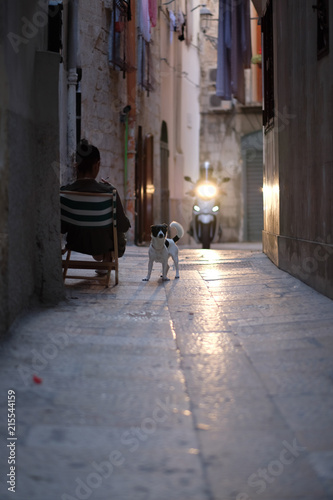 A small dog near the hostess, sitting in a lounger on the narrow street of an ancient city. Bari, Italy.