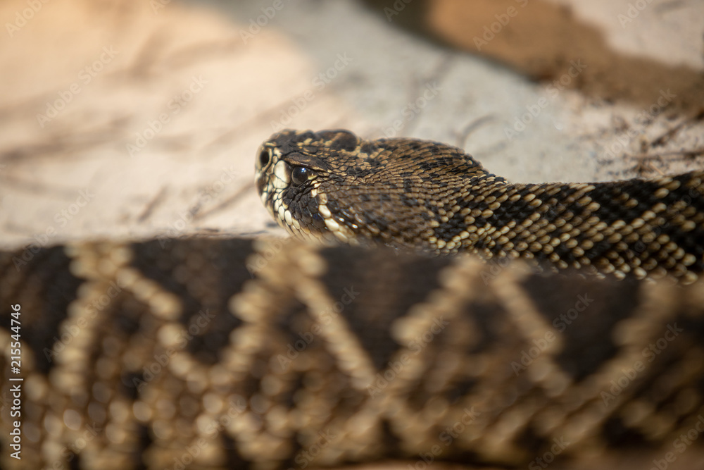 Snake Snake